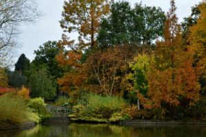 The Wild Garden at Wisley