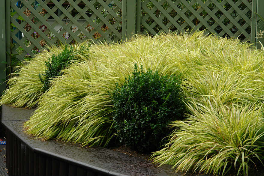 10 X Mixed Grasses Evergreen Outdoor Grasses In 9cm Pot UK Grown 
