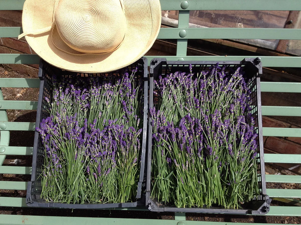 bunches of cut lavender on bench