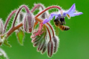 bee on borage
