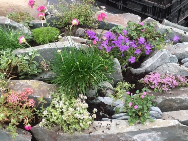 Slate sandwich planting