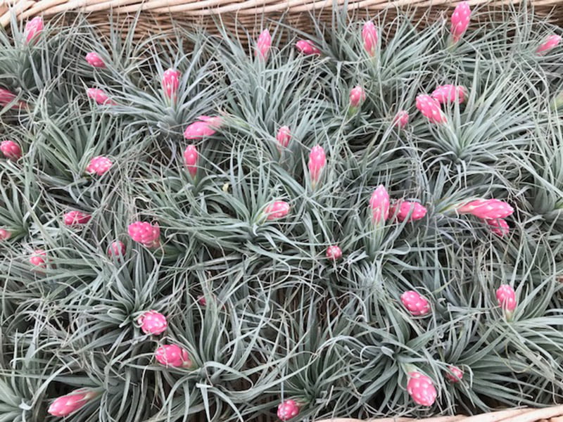 Airplants
