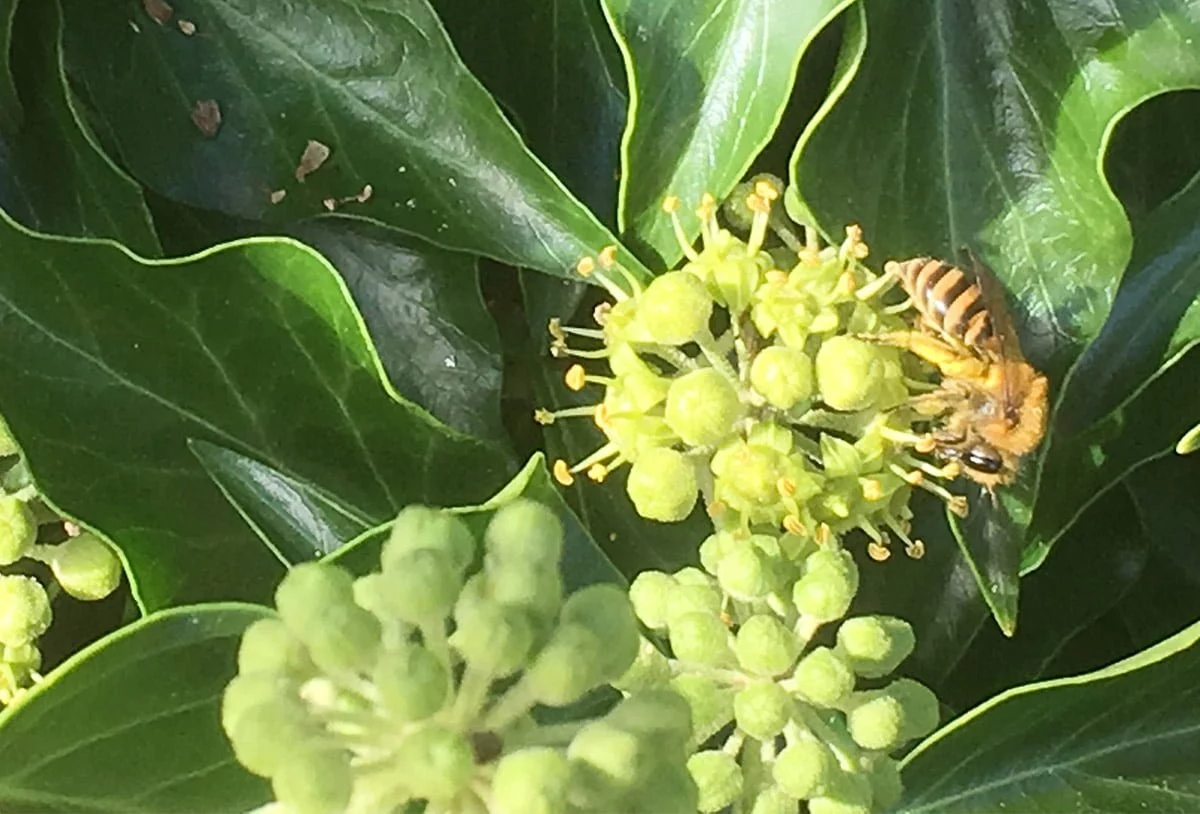 Ivy Bee on ivy flowers