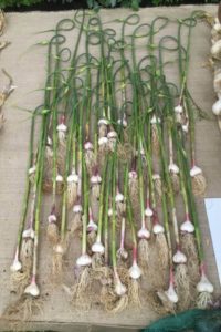 garlic scapes