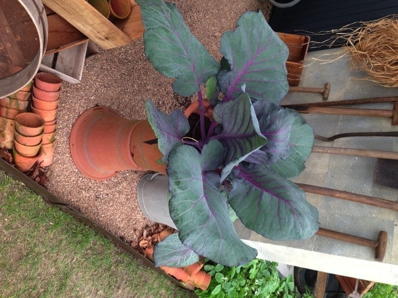 The beauty of a plant
