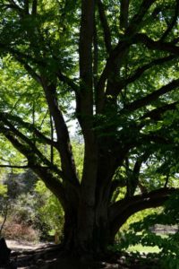 Katsura tree