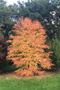 Katsura tree