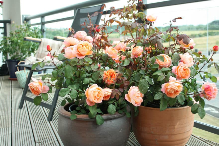 rose in pot
