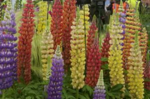 lupins
