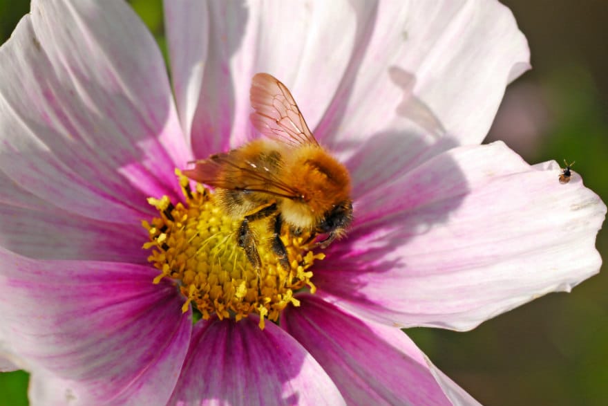 cosmos seed