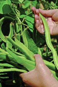 Keep picking runner beans and you'll keep getting more beans. Image: Martin Mulchinock