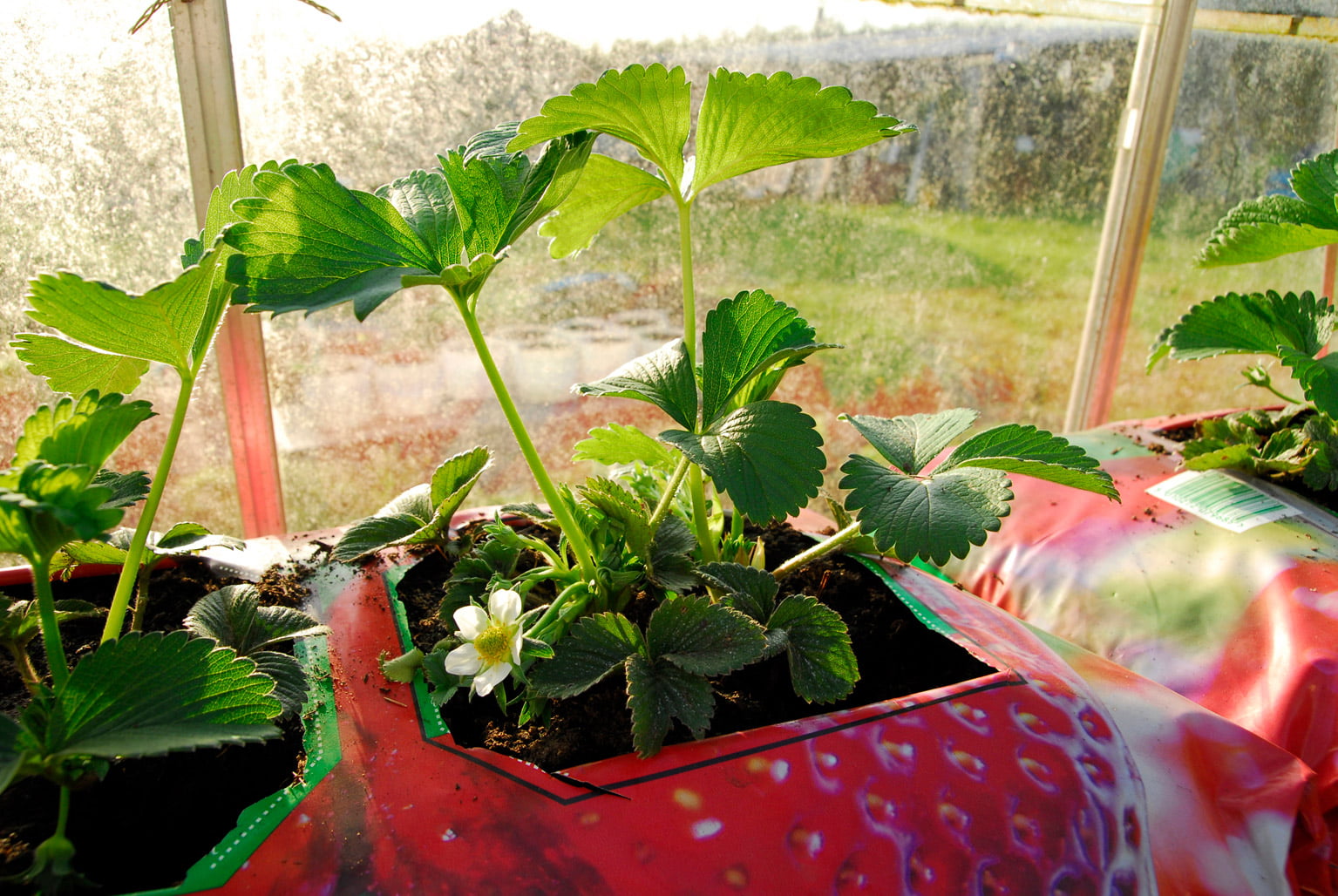 strawberry growing bag