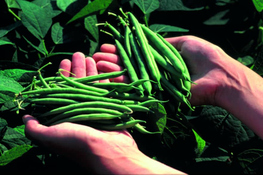 beans