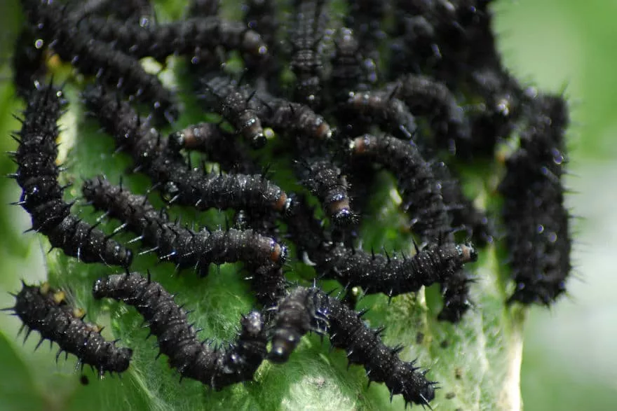 black caterpillars on a leaf