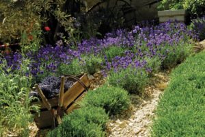 lavender
