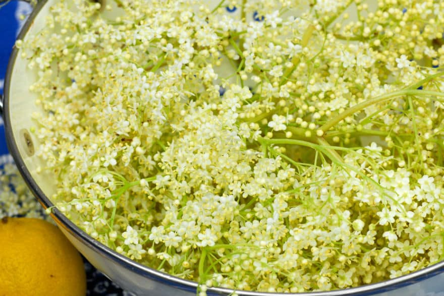 elderflower