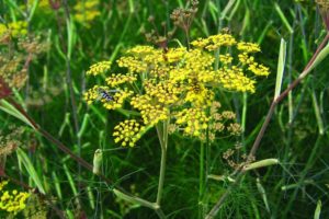 Fennel