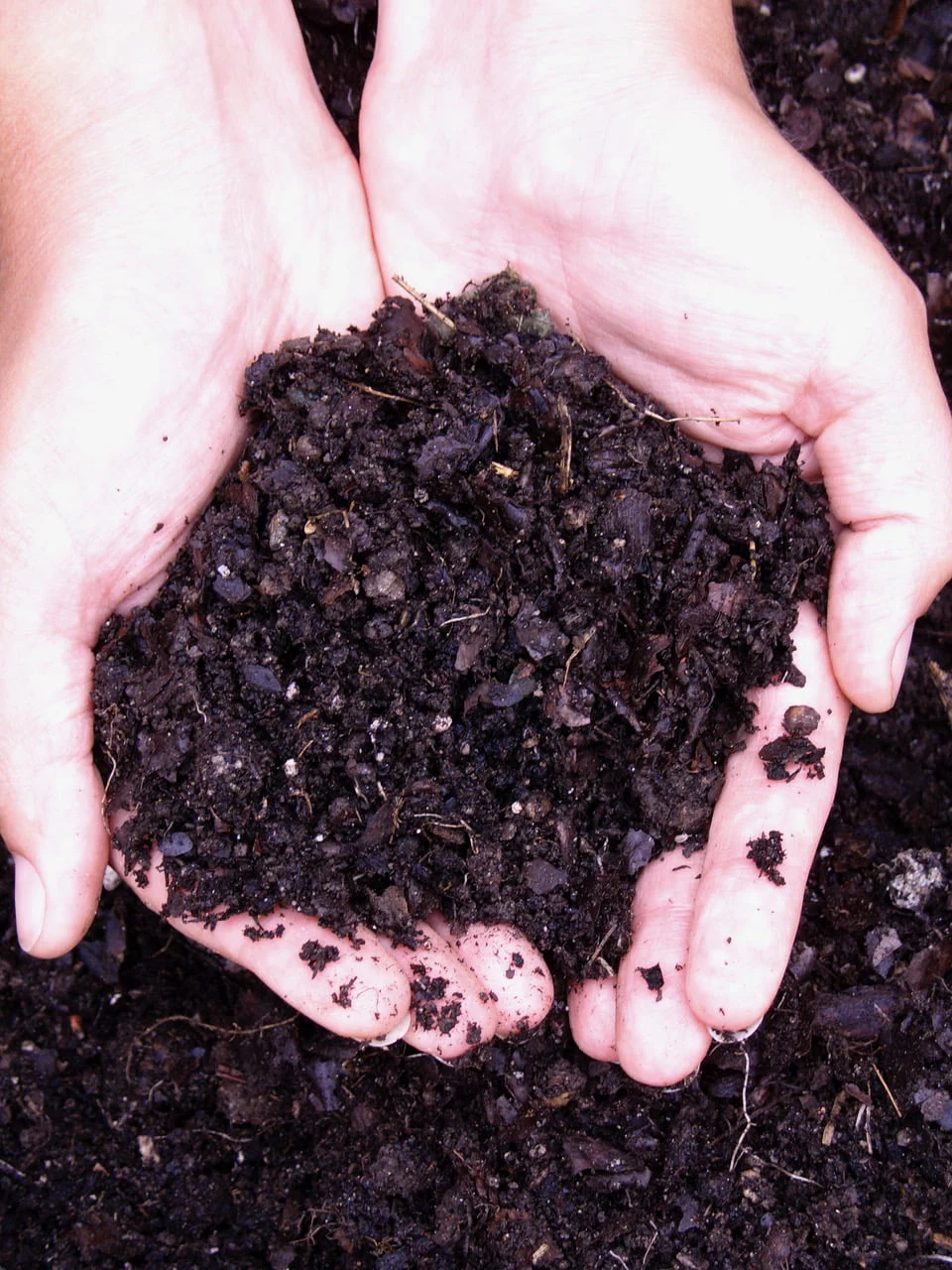 hands in compost