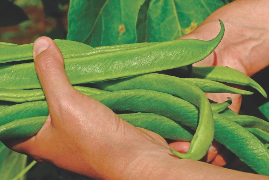 hand holding green runner beans