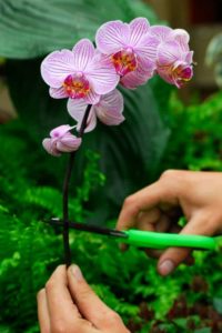 orchid