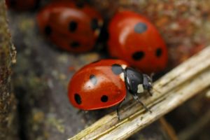 ladybird