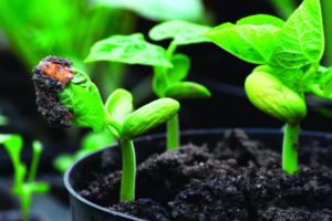 runner bean seedlings