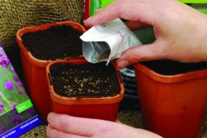 sowing seed