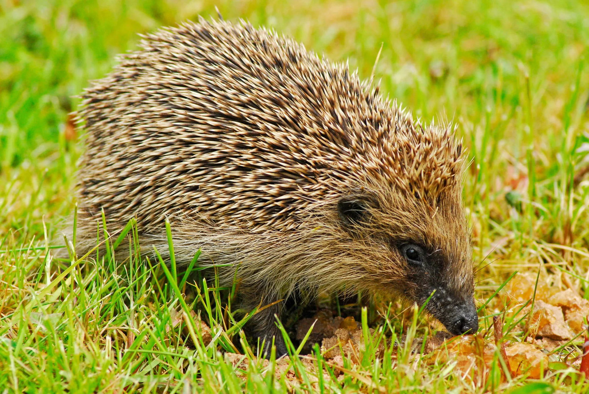 hedgehog in grass