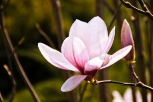 Magnolia in bloom