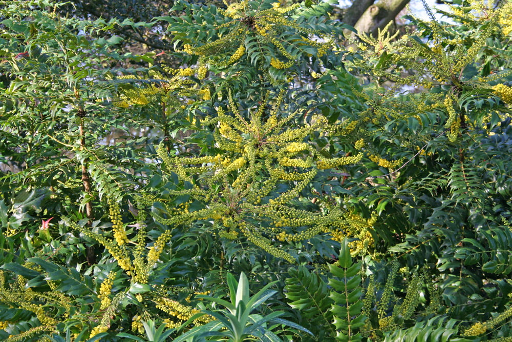 Mahonia 'Charity'