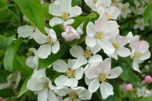 Malus 'Evereste'