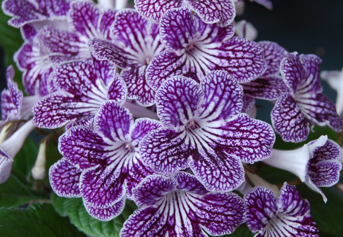 Purple and white streptocarpus