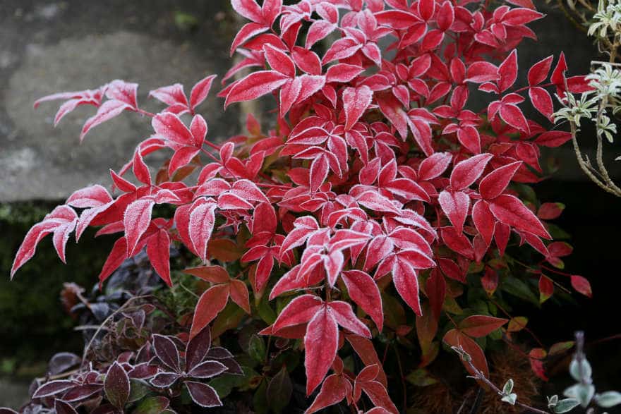 Nandina domestica 'Firepower'