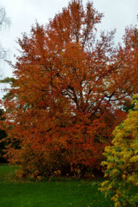 Nyssa 'Bonfire' at Wisley