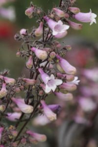 Penstemon