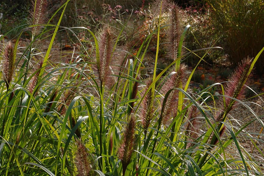 Pennisetum Dark Desire