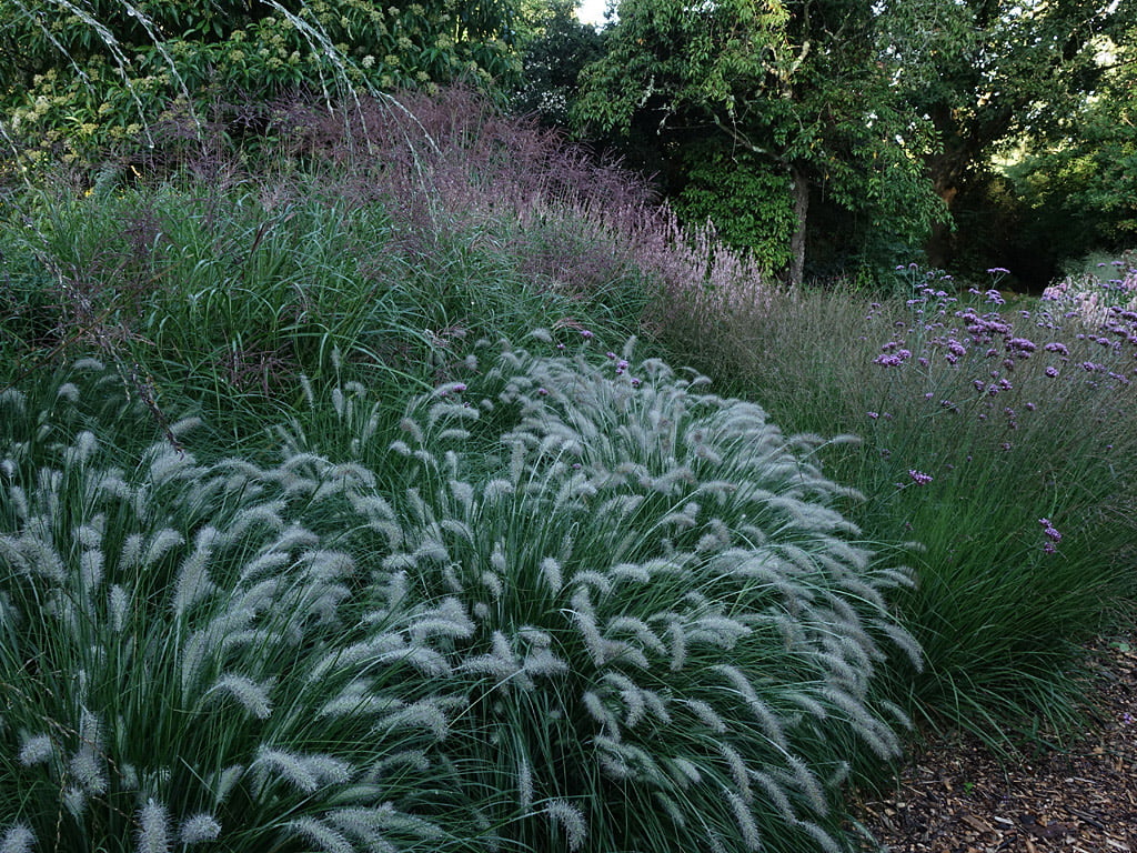 Pennisetum Hameln