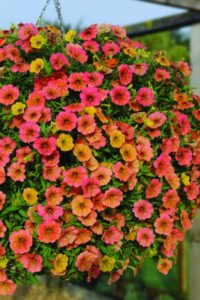 petunia