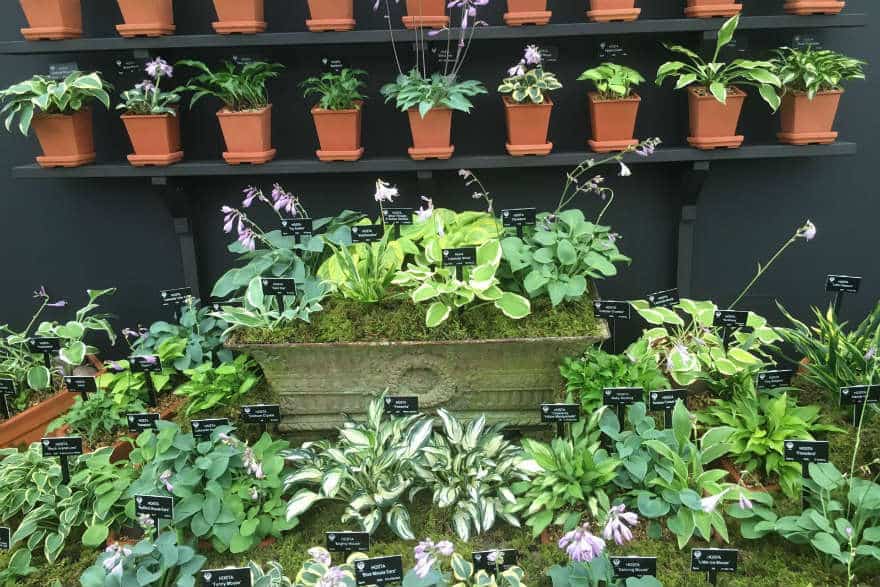 Plant Heritage marquee