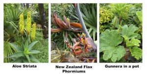 Coastal garden plants