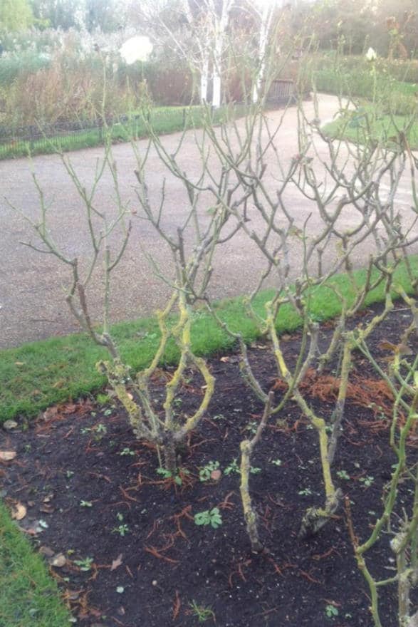 rose pruning