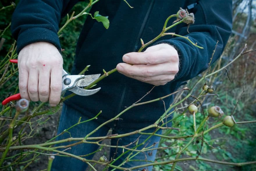 pruning roses