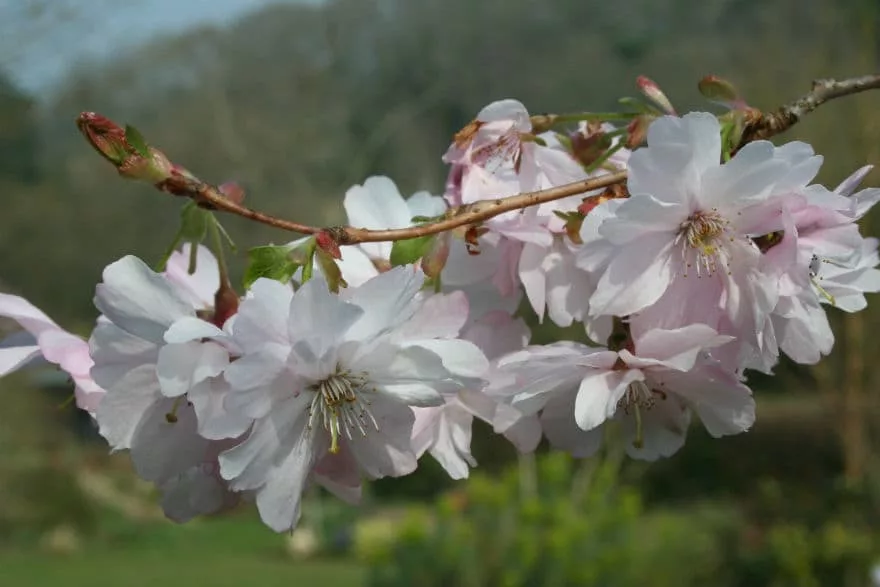 Prunus Accolade