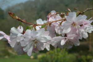 Prunus 'Accolade'