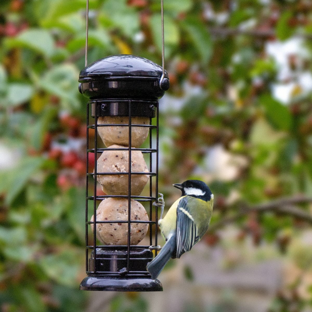 coal tit on suet ball feeder
