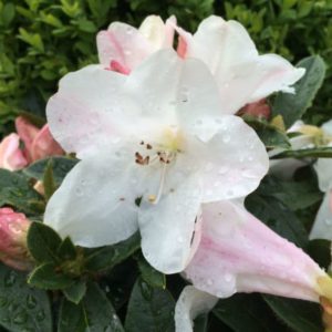 Rhododendron Tinkerbird
