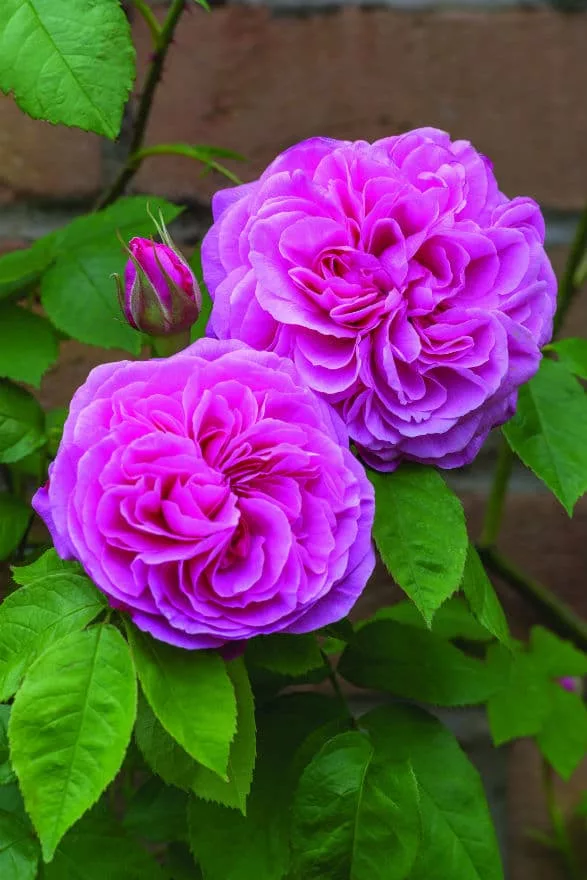 Rosa Gertrude Jekyll