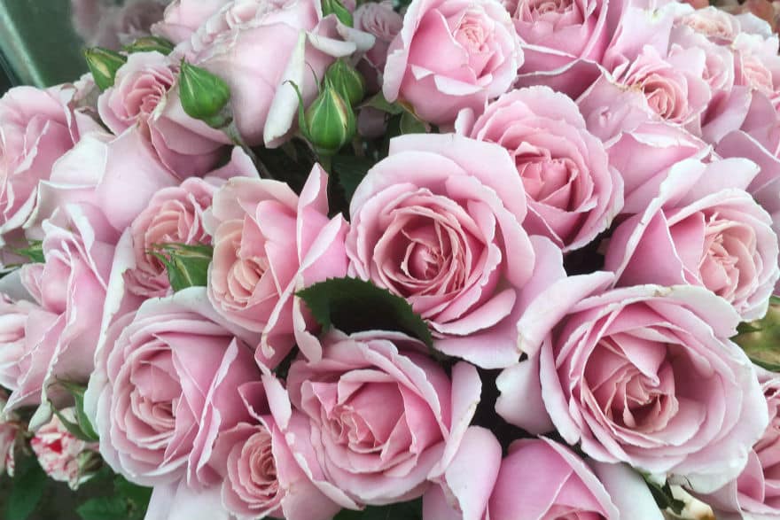 roses