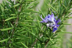 Rosemary