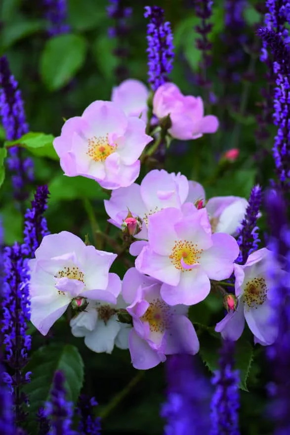 Rosa 'Rosy Cushion'